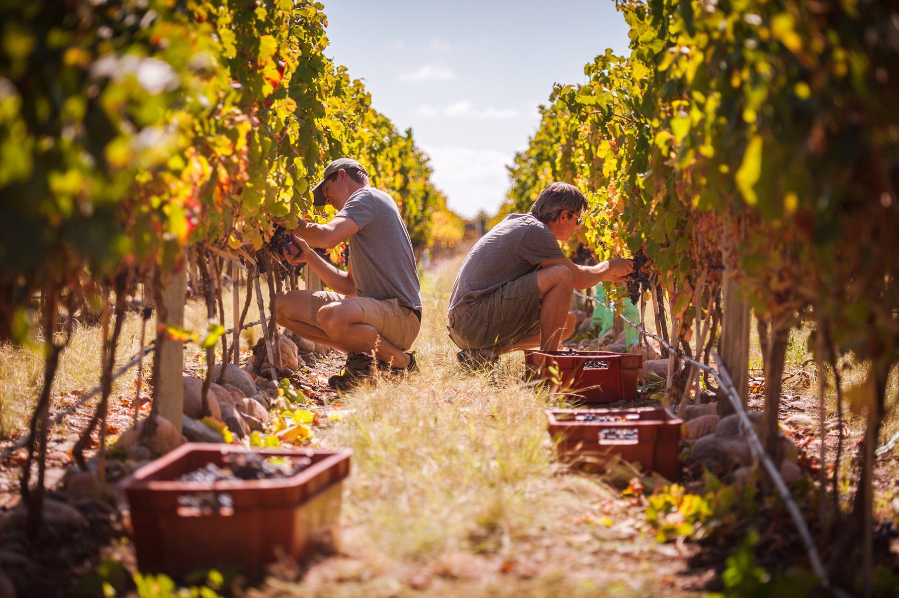The Vines Resort & Spa Los Sauces エクステリア 写真