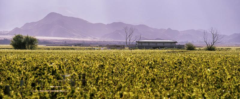 The Vines Resort & Spa Los Sauces エクステリア 写真